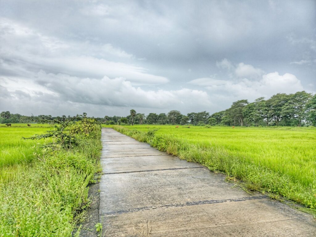kilinochchi paddy field