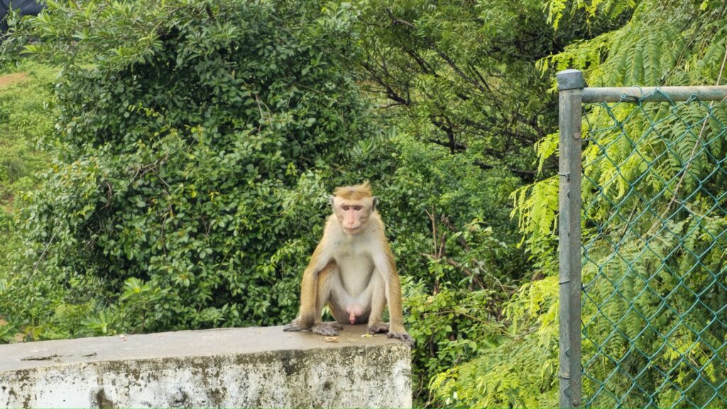 Kilinochchi monkey